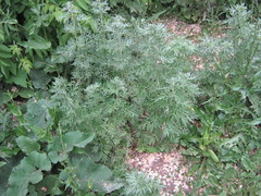 Artemisia absinthium