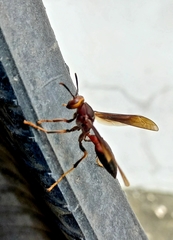 Polistes infuscatus