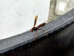 Polistes infuscatus