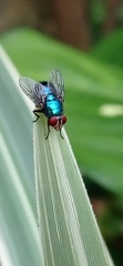Calliphoridae
