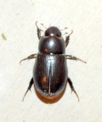 Dyscinetus morator