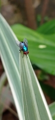 Calliphoridae