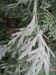 Artemisia absinthium