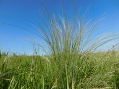 Stipa tirsa