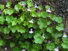 Cymbalaria muralis