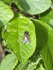 Azeliinae