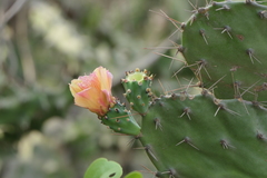 Opuntia elatior