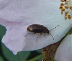 Isomira pulla