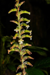 Microchilus