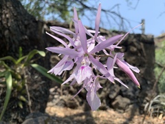 Encyclia adenocaula