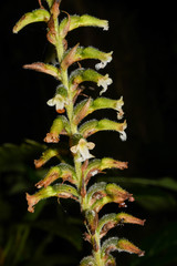 Microchilus