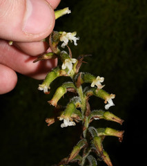 Microchilus