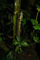 Microchilus