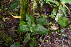 Microchilus