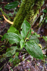 Microchilus