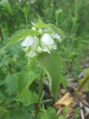 Lamium album