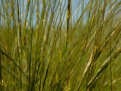 Stipa tirsa