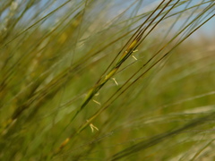 Stipa tirsa