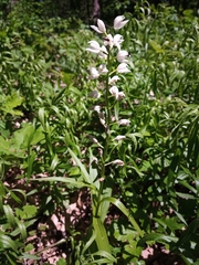 Cephalanthera