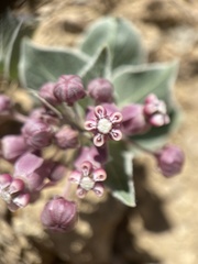 Asclepias ruthiae