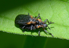 Odontota scapularis