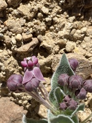 Asclepias ruthiae