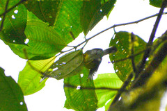 Myioborus miniatus