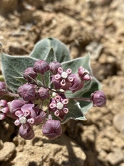 Asclepias ruthiae