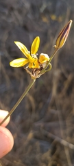 Bloomeria crocea