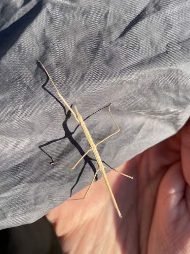 Western Short-Horned Walkingstick