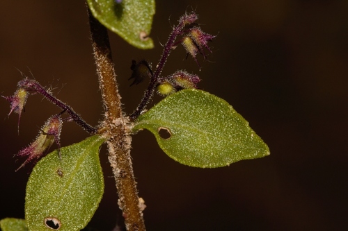 Coleus efoliatus image