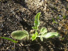 Pelargonium auritum auritum