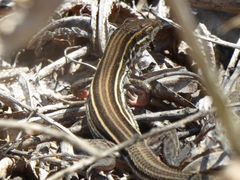 Aspidoscelis hyperythrus beldingi