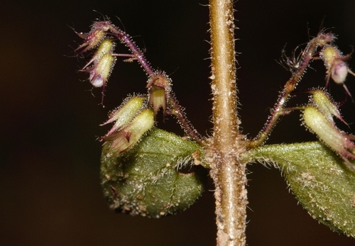 Coleus efoliatus image