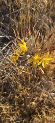 Bloomeria crocea