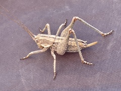 Capnobotes occidentalis