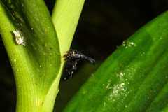 Lycoderides