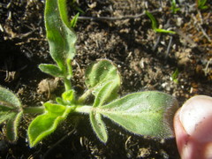 Pelargonium auritum auritum