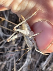 Capnobotes occidentalis