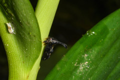 Lycoderides