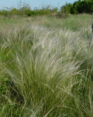 Stipa tirsa