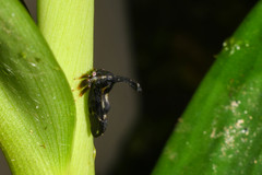 Lycoderides