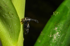 Lycoderides