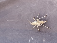 Capnobotes occidentalis