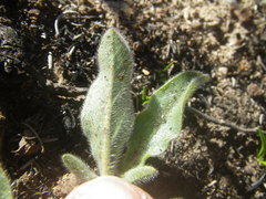 Pelargonium auritum auritum
