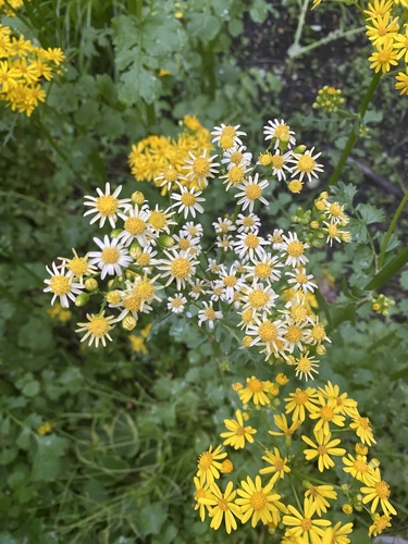butterweed (Packera glabella)