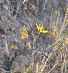 Bloomeria crocea