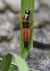 Drypta dentata
