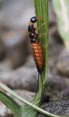 Drypta dentata