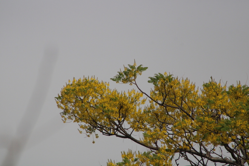 Conzattia multiflora; photograph (c) Carlos Domínguez-Rodríguez, some rights reserved (CC BY)